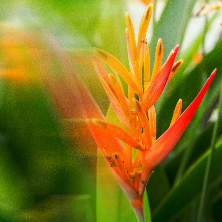 Heliconia Dream